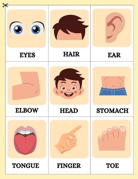 Body parts cutting cards