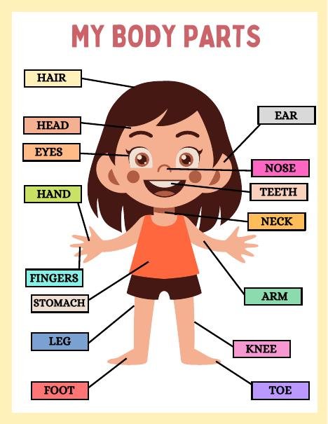 Body parts worksheet